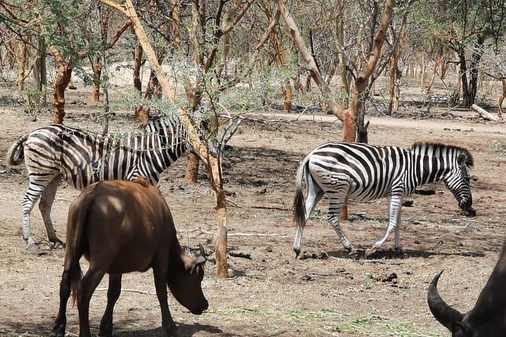Bandia Park Safari: Full-Day Wildlife Safari Near Dakar photo 2