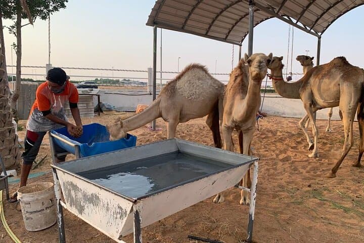 Sunrise Desert Safari in Dubai: Dune Bashing & Camel Farm Visit photo 2