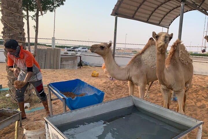 Sunrise Desert Safari in Dubai: Dune Bashing & Camel Farm Visit photo 3