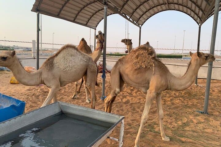 Sunrise Desert Safari in Dubai: Dune Bashing & Camel Farm Visit photo 4