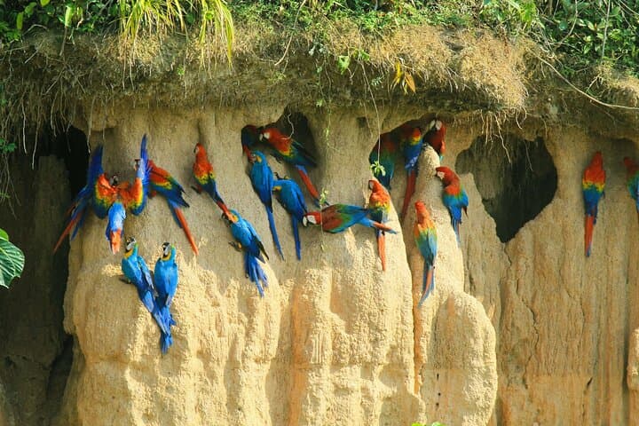 Macaw Collpa & Sandoval Lake: 4-Day Amazon Wildlife Lodge Experience photo 3