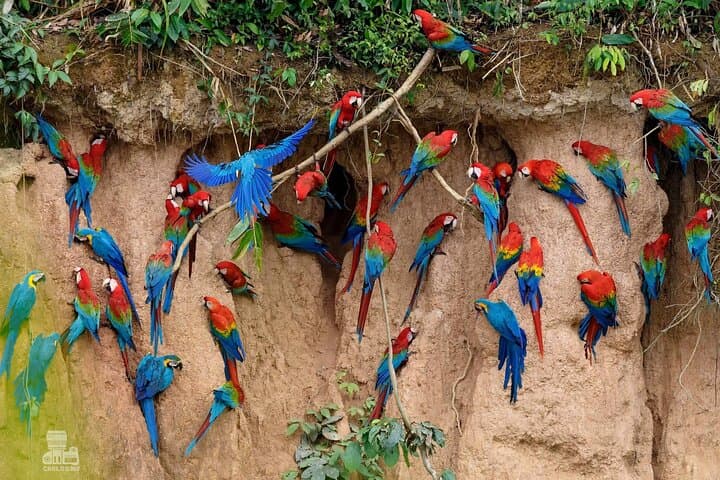 Macaw Collpa & Sandoval Lake: 4-Day Amazon Wildlife Lodge Experience photo 1