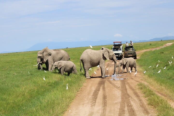 Amboseli National Park Full-Day Private Safari with Lunch from Nairobi photo 4