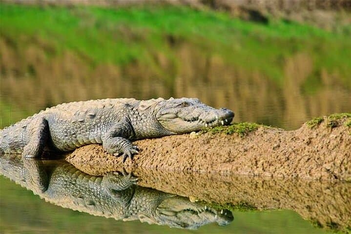 Chambal River Gharial Safari from Ranthambore — Private River Cruise from Sawai Madhopur photo 6