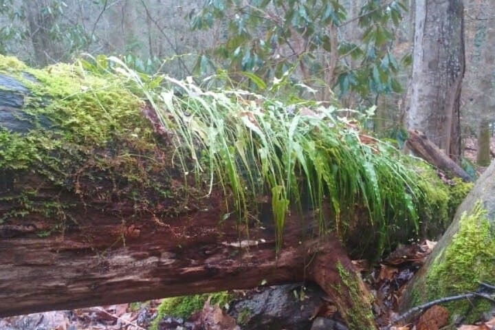Clear Creek Falls Hike: Streamside Waterfalls in the Great Smoky Mountains photo 5