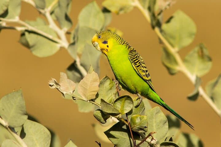 Pilbara Bird Tours: Guided Ngurrin Trail Birdwatching Near Karratha