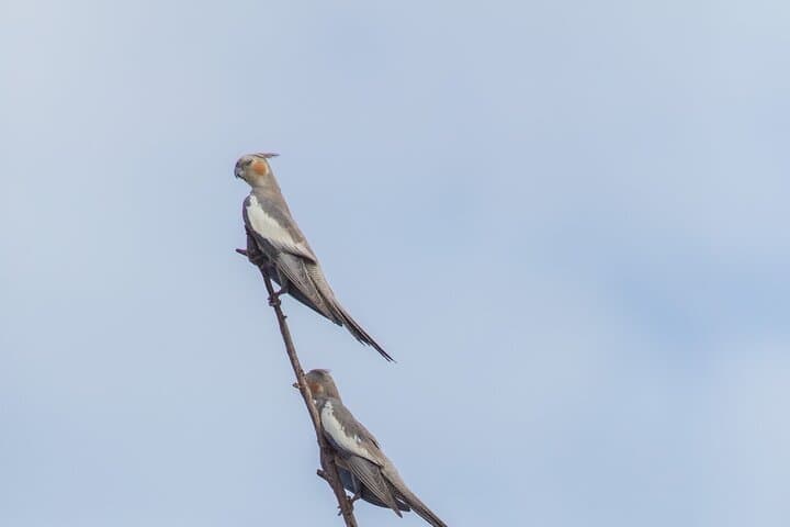 Pilbara Bird Tours: Guided Ngurrin Trail Birdwatching Near Karratha photo 2
