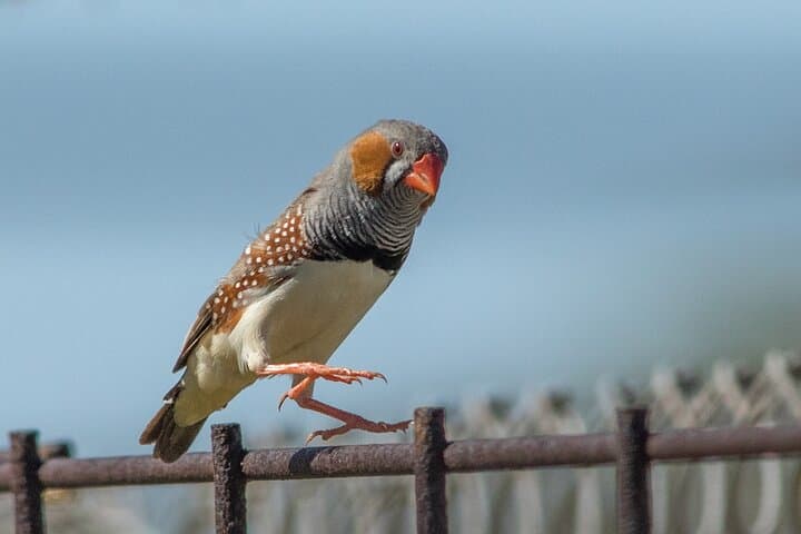 Pilbara Bird Tours: Guided Ngurrin Trail Birdwatching Near Karratha photo 4