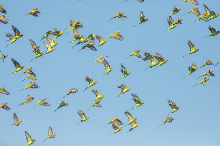 Pilbara Bird Tours: Guided Ngurrin Trail Birdwatching Near Karratha photo 5
