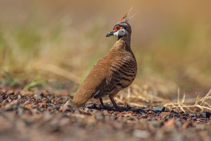 Pilbara Bird Tours: Guided Ngurrin Trail Birdwatching Near Karratha photo 6