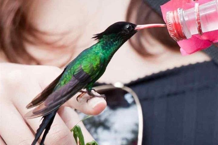 Rocklands Bird Sanctuary & Montego Bay Highlights Tour from Falmouth — Half-Day Wildlife and City Sights photo 6