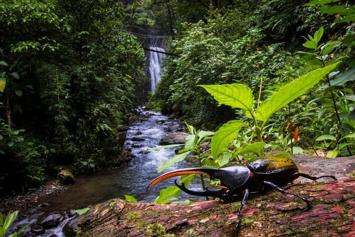 Monteverde 3-in-1: Cloud Forest Waterfalls, Wild Trek & Horseback Ride photo 3