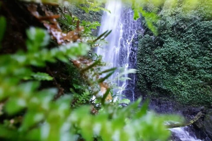 Monteverde 3-in-1: Cloud Forest Waterfalls, Wild Trek & Horseback Ride photo 6