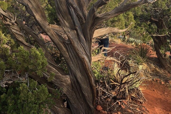 Sedona Vortex & Chakra Tour: Guided Energy Walks Among Red Rocks photo 3