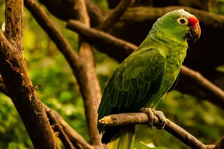 Half-Day Birdwatching in Cerro Blanco: Birding Tour from Guayaquil photo 5