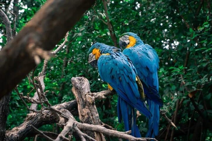 Half-Day Birdwatching in Cerro Blanco: Birding Tour from Guayaquil photo 6