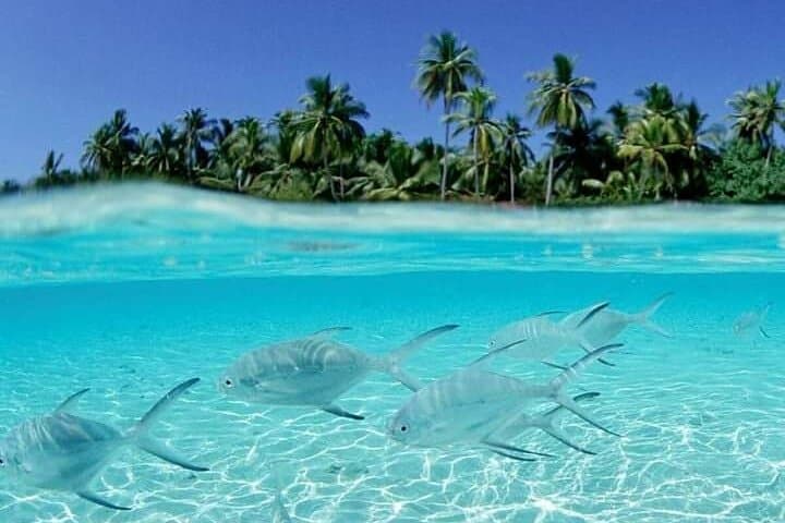 Saona Island Full-Day Tour from Punta Cana — Catamaran & Speedboat photo 5