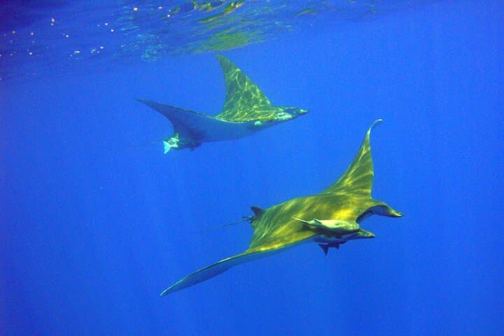 Double Scuba Diving off São Miguel — Two Atlantic Dives on the Azores South Coast photo 2