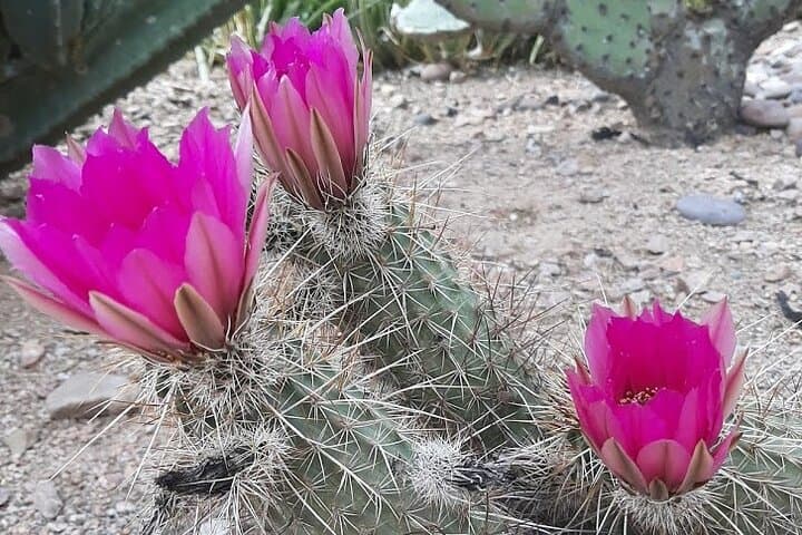 Explore the Apache Trail: A Half-Day Adventure Through Arizona’s Superstition Mountains photo 5