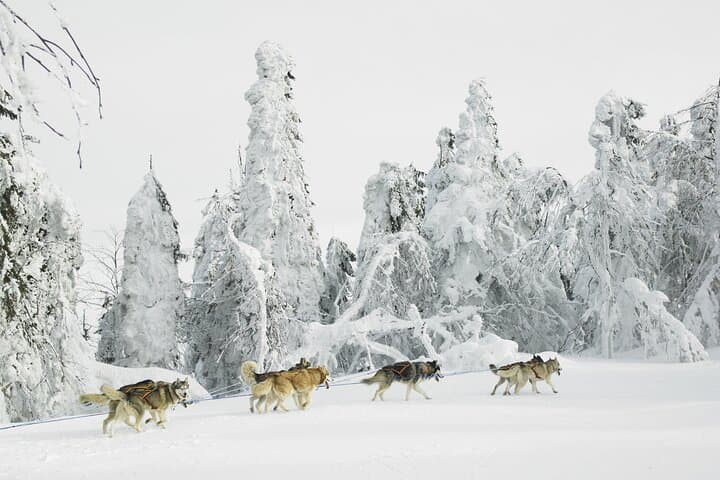 Husky Sledding Tour in Swedish Lapland: Half-Day Dog Sled Adventure photo 1