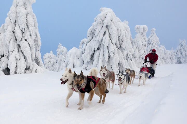 Husky Sledding Tour in Swedish Lapland: Half-Day Dog Sled Adventure photo 2