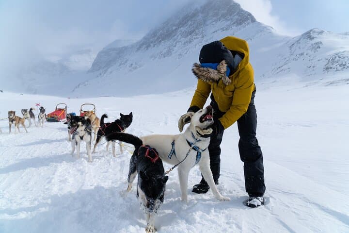 Husky Sledding Tour in Swedish Lapland: Half-Day Dog Sled Adventure photo 3