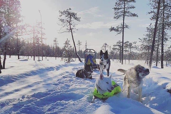 Husky Sledding Tour in Swedish Lapland: Half-Day Dog Sled Adventure photo 4