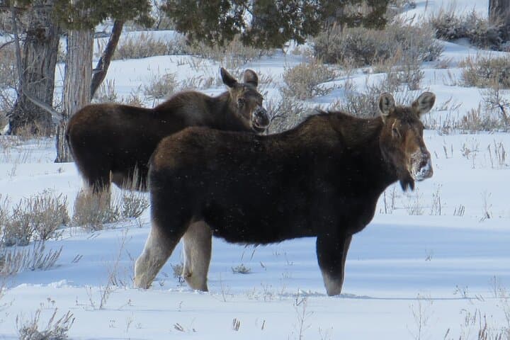 Jackson Hole & Grand Teton Full-Day Wildlife Tour — Elk Refuge, Bison & Eagles photo 1