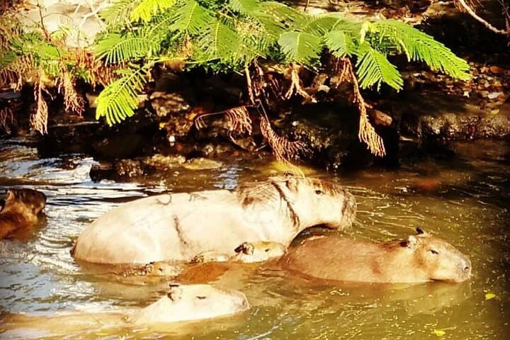 Half-Day Tijuca Lagoon Boat Tour: Caimans, Capybaras & Sunset in Rio photo 4