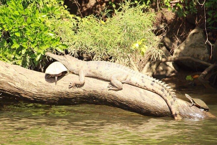 Kuranda Barron Riverboat Cruise: 45-Minute Rainforest Sightseeing photo 4