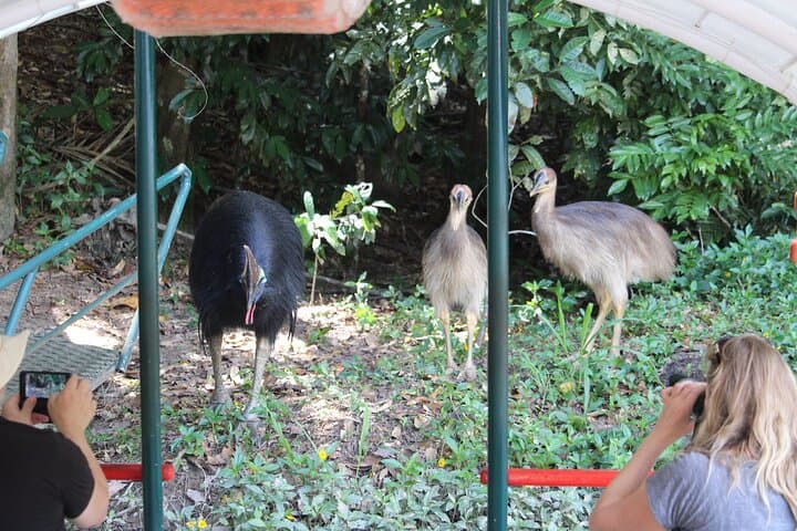 Kuranda Barron Riverboat Cruise: 45-Minute Rainforest Sightseeing photo 6