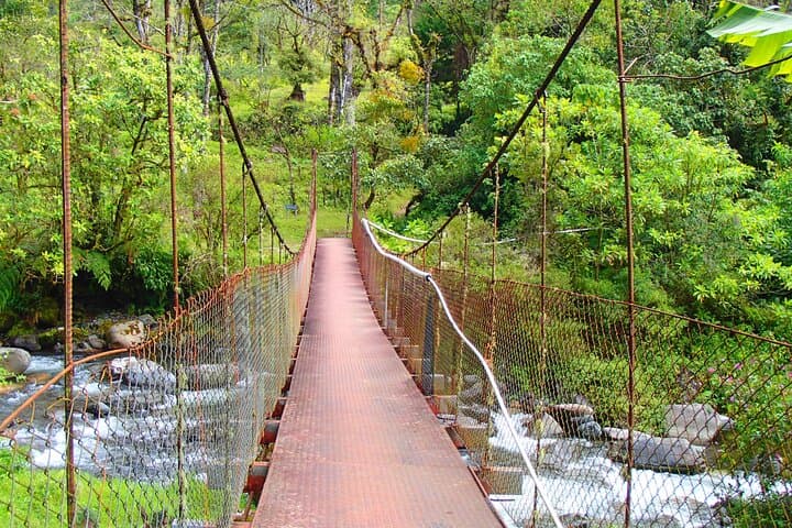 Half-Day Cloud Forest Wildlife Hike on the Pipeline Trail — Boquete photo 3