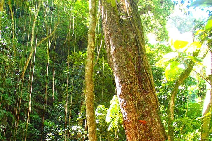 Half-Day Cloud Forest Wildlife Hike on the Pipeline Trail — Boquete photo 5