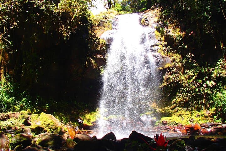 Half-Day Cloud Forest Wildlife Hike on the Pipeline Trail — Boquete photo 6