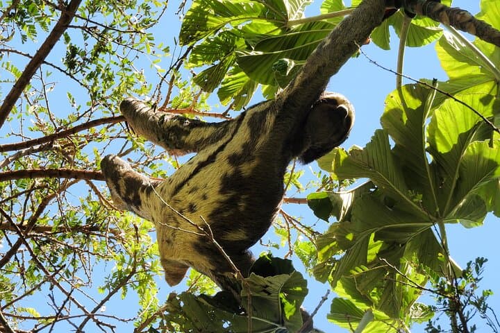 Amboró Overnight: Refugio Los Volcanes Lodge — 2-Day Jungle & Waterfalls from Santa Cruz photo 3