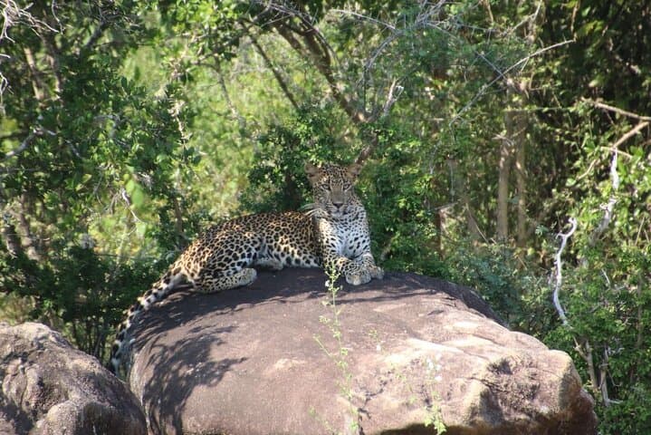 Evening Leopard Safari — Yala National Park with Janaka (2:00–6:30 PM) photo 2