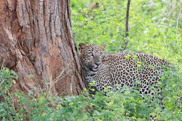 Evening Leopard Safari — Yala National Park with Janaka (2:00–6:30 PM) photo 3