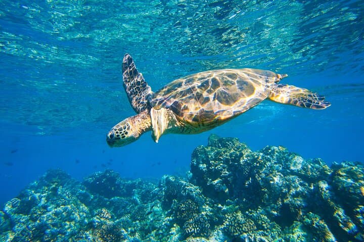 Makena Kayak & Snorkel: Paddle to Turtle Gardens on Maui’s South Shore photo 6