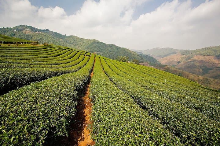 Chiang Rai Hill Tribes and Golden Triangle Full-Day Cultural Tour
