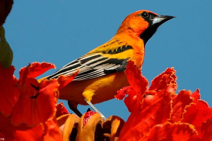 Birding the Ameca River Estuary: Desembocada Wetlands near Puerto Vallarta photo 3