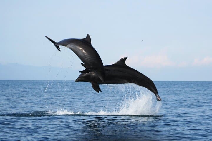 Puerto Vallarta Wild Dolphin Encounter and Los Arcos Snorkeling Tour photo 4