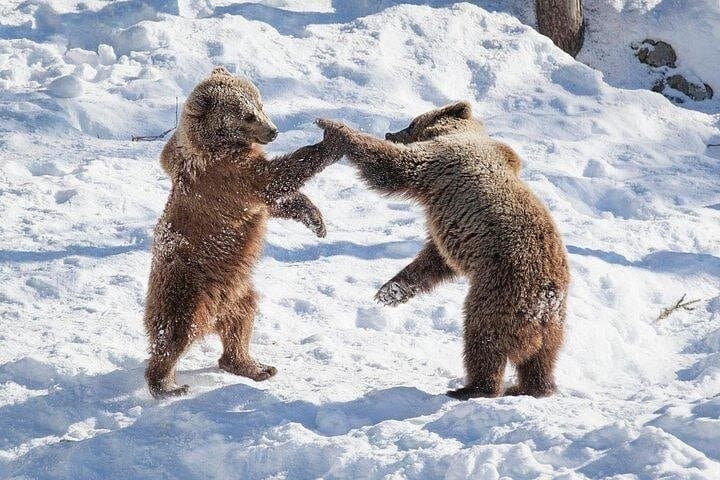 Private VIP Tour to Ranua Wildlife Park from Rovaniemi photo 6