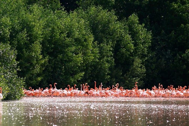 Celestún Flamingo Boat Tour — Private Mangrove Cruise, Birdwatching & Beach photo 1