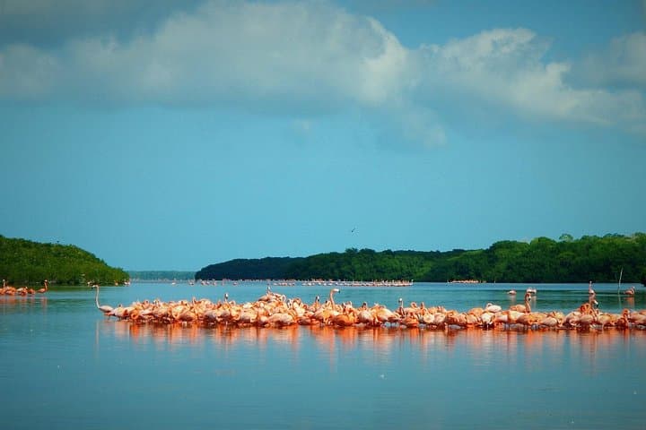 Celestún Flamingo Boat Tour — Private Mangrove Cruise, Birdwatching & Beach photo 2