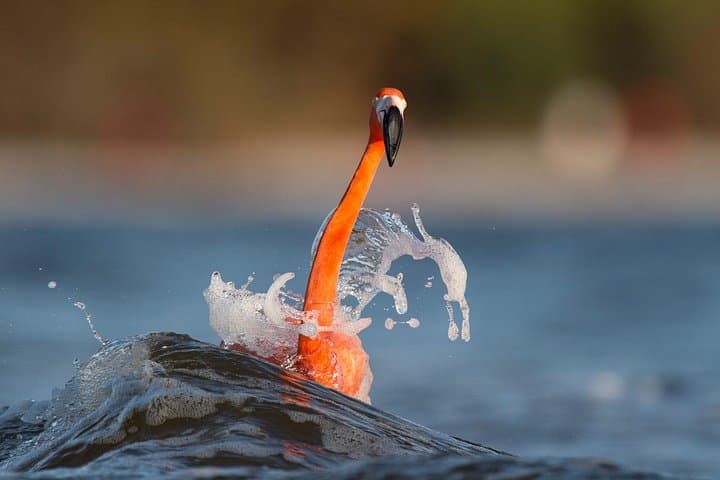Celestún Flamingo Boat Tour — Private Mangrove Cruise, Birdwatching & Beach photo 4