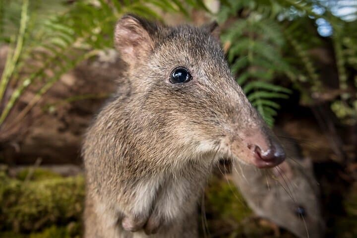 Guided Wildlife Walk on the Great Ocean Road — Conservation Ecology Centre Tour photo 6