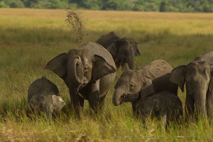 Private Evening Elephant Safari in Minneriya National Park photo 3
