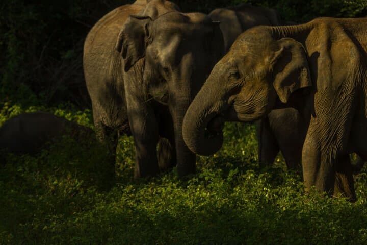 Private Evening Elephant Safari in Minneriya National Park photo 4