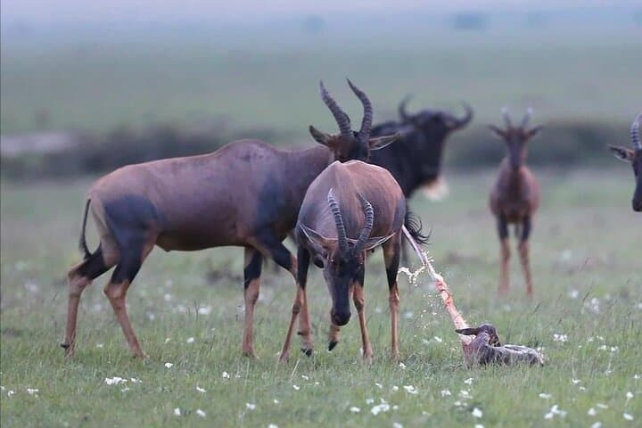 7-Day Tanzania Safari: Tarangire, Ngorongoro & Cultural Encounters photo 3