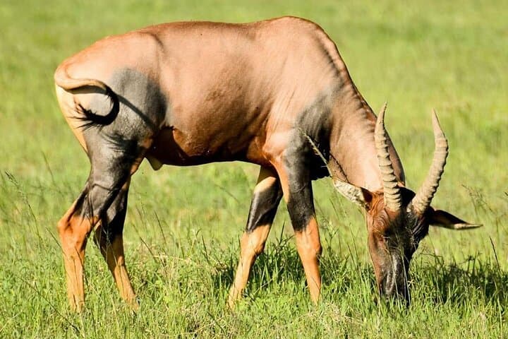 7-Day Tanzania Safari: Tarangire, Ngorongoro & Cultural Encounters photo 4